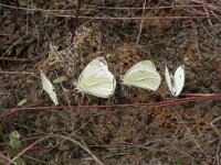 Pieris rapae 51, Klein koolwitje, Saxifraga-Willem van Kruijsbergen