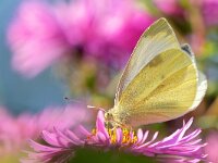 Pieris rapae 62, Klein koolwitje, Saxifraga-Tom Heijnen