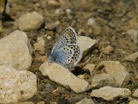 Plebeius argus 16, Heideblauwtje, male, Saxifraga-Jan van der Straaten