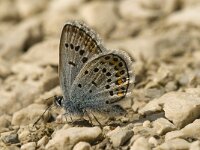 Plebeius argus 20, Heideblauwtje, male, Saxifraga-Jan van der Straaten