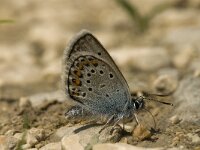 Plebeius argus 22, Heideblauwtje, male, Saxifraga-Jan van der Straaten
