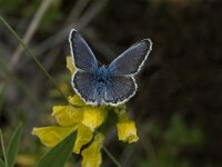 Plebeius argus 24, Heideblauwtje, male, Saxifraga-Jan van der Straaten