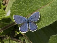 Plebeius argus 32, Heideblauwtje, Saxifraga-Jan van der Straaten