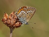 Heideblauwtje-V- #03 : Plebeius argus, Heideblauwtje, female