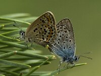 Plebeius argus 4, Heideblauwtje, Saxifraga-Marijke Verhagen