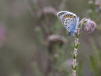 Heideblauwtje, Silver-studded Blue; Plebeius argus  Heideblauwtje, Silver-studded Blue; Plebeius argus : Achterhoek, Gelderland, Heideblauwtje, Heideterrein, Korenburgerveen, Nederland, Plebeius argus, Silver-studded Blue, Winterswijk, blauw, blauwtje, blue, butterfly, dagvlinder, heide, insect, insekt, june, juni, summer, the Netherlands, zijaanzicht, zomer