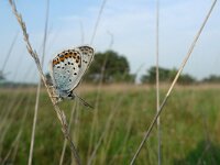 Plebeius argus 44, Heideblauwtje, Saxifraga-Mark Zekhuis