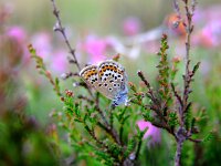Plebeius argus 46, Heideblauwtje, Saxifraga-Rudmer Zwerver
