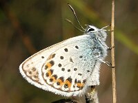 Plebeius argus 50, Heideblauwtje, Saxifraga-Hans Dekker