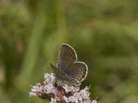 Plebeius argus 51, Heideblauwtje, female, Saxifraga-Jan van der Straaten