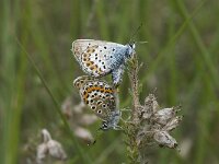 Plebeius argus 55, Heideblauwtje, Saxifraga-Jan van der Straaten