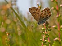 Plebeius argus 58, Heideblauwtje, Saxifraga-Rudmer Zwerver