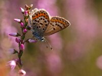 Plebeius argus 59, Heideblauwtje, Saxifraga-Rudmer Zwerver