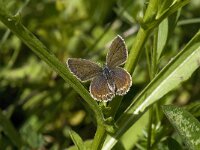 Plebeius argus 80, Heideblauwtje, Saxifraga-Willem van Kruijsbergen