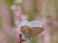Plebeius argus 87, Heideblauwtje, Saxifraga-Hans Dekker