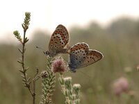 Plebeius argus 88, Heideblauwtje, Saxifraga-Bas Klaver