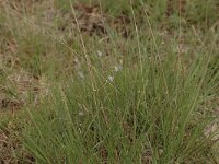 Plebeius argus 89, Heideblauwtje, Saxifraga-Bas Klaver