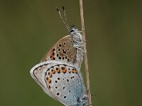 Plebeius argus 90, Heideblauwtje, Saxifraga-Bas Klaver