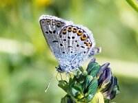 Plebejus argus 120, Heideblauwtje, Saxifraga-Bart Vastenhouw