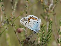 Plebejus argus 122, male, Heideblauwtje, Saxifraga-Joep Steur