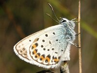 Plebejus argus 50, Heideblauwtje, Saxifraga-Hans Dekker
