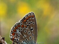 Plebejus argus 82, Heideblauwtje, Saxifraga-Hans Dekker