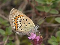 Plebeius argyrognomon 10, Kroonkruidblauwtje, Vlinderstichting-Kars Veling