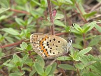 Plebeius argyrognomon 9, Kroonkruidblauwtje, Vlinderstichting-Kars Veling