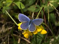 Plebeius idas 13, Vals heideblauwtje, male, Saxifraga-Jan van der Straaten