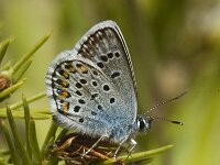 Plebeius idas 16, Vals heideblauwtje, Saxifraga-Jan van der Straaten