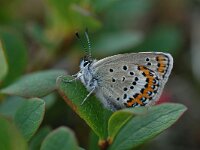 Plebeius idas 19, Vals heideblauwtje, Vlinderstichting-Albert Vliegenthart