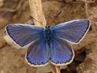 Plebeius idas 20, Vals heideblauwtje, Saxifraga-Willem van Kruijsbergen