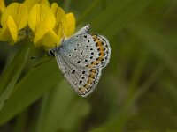 Plebeius idas 7, Vals heideblauwtje, male, Saxifraga-Jan van der Straaten