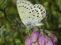 Plebeius optilete 17, Veenbesblauwtje, Vlinderstichting-Chris van Swaay  6.24 15:24