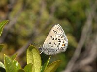 Plebeius optilete 19, Veenbesblauwtje, Vlinderstichting-Kars Veling