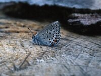 Plebeius optilete 20, Veenbesblauwtje, Vlinderstichting-Tim Termaat