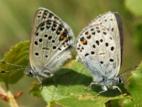 Plebeius optilete 23, Veenbesblauwtje, Saxifraga-Hans Dekker