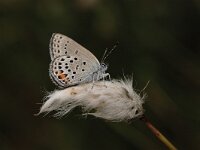 Plebeius optilete 27, Veenbesblauwtje, Saxifraga-Bas Klaver