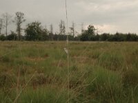 Plebeius optilete 28, Veenbesblauwtje, Saxifraga-Bas Klaver