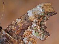 Polygonia c-album 53, Gehakkelde aurelia, Saxifraga-Ab H. Baas