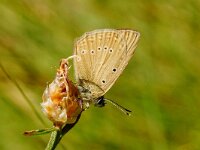 OMGEVING NJEGUSHI. P.ADMETUS. MANNETJE.