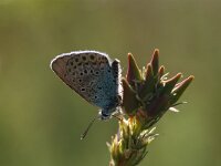 Polyommatus amandus 14, Wikkeblauwtje, Vlinderstichting-Albert Vliegenthart