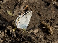 Polyommatus amandus 16, Wikkeblauwtje, Vlinderstichting-Kars Veling