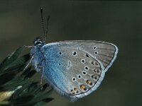 Polyommatus amandus 18, Wikkeblauwtje, Saxifraga-Robert Ketelaar