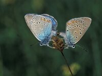 Polyommatus amandus 2, Wikkeblauwtje, Saxifraga-Robert Ketelaar