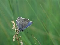 Polyommatus amandus 20, Wikkeblauwtje, Vlinderstichting-Kars Veling