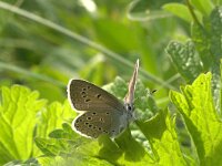 Polyommatus amandus 21, Wikkeblauwtje, Vlinderstichting-Kars Veling