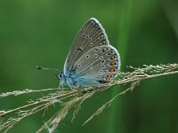 Polyommatus amandus 22, Wikkeblauwtje, Vlinderstichting-Jaap Bouwman