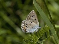 Polyommatus amandus 28, Wikkeblauwtje, Saxifraga-Willem van Kruijsbergen