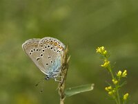 Polyommatus amandus 29, Wikkeblauwtje, Saxifraga-Jan van der Straaten